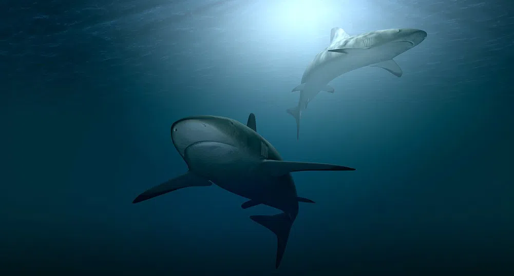 Рибари с изненадващ улов - гигантска 2.5-метрова бича акула (видео)