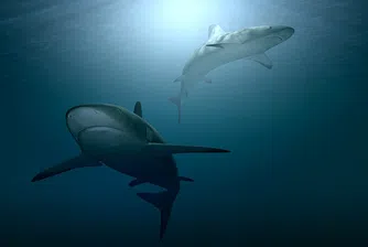 Рибари с изненадващ улов - гигантска 2.5-метрова бича акула (видео)