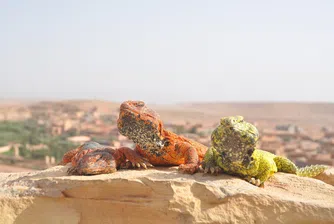 7 причини да отидете в Мароко