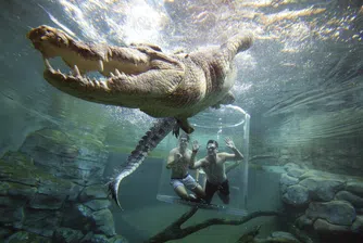 5 неща, които ще научите, ако се осмелите да плувате с крокодили