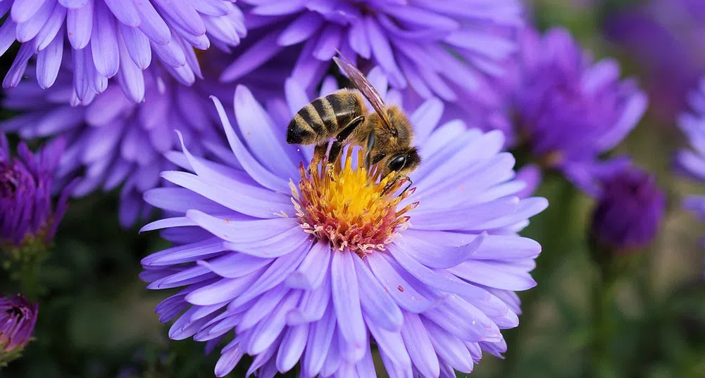 Учени: Цветята чуват приближаващите пчели