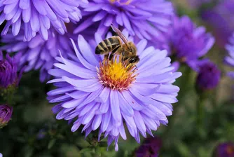 Учени: Цветята чуват приближаващите пчели