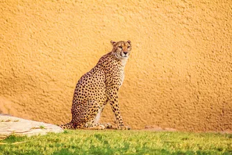 Раждането на арабски леопард даде нови надежди на природозащитниците