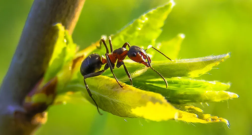 Мравки-камикадзета, самовзривяващи се при опасност, откриха учени