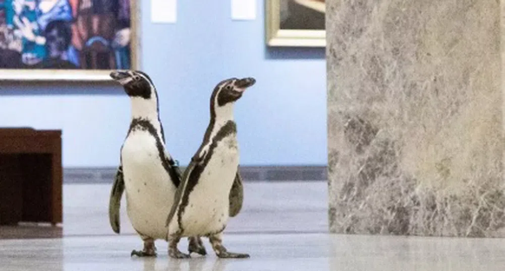 Отегчени пингвини се разходиха в музей (видео)