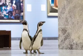 Отегчени пингвини се разходиха в музей (видео)