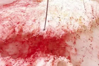 Защо снегът в Антарктида стана кървавочервен?