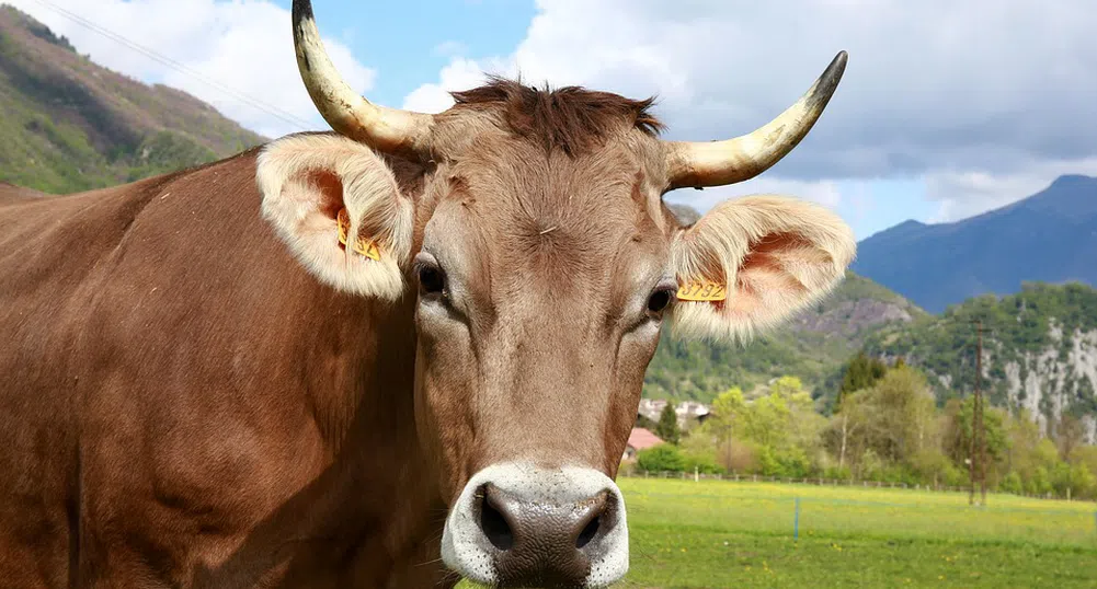 Крава-рекордьор роди четири телета в Германия (снимки)