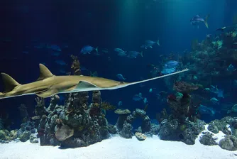 10 необичайни вида акули, които не подозирате, че съществуват