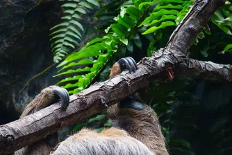 Седем изумителни факта за едни от най-странните животни на света