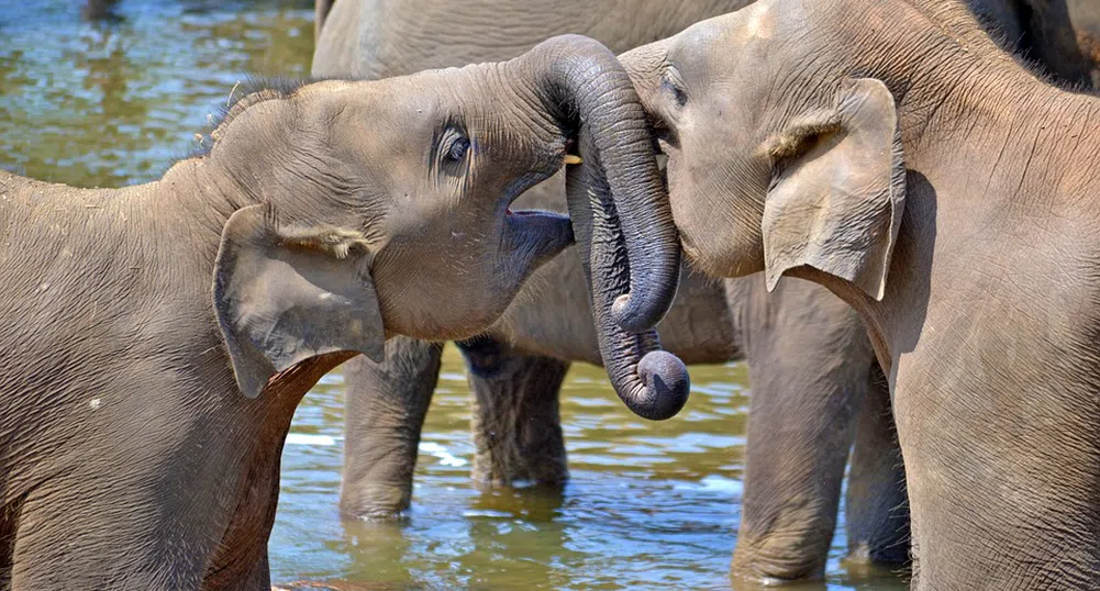 За първи път от 80 г.: В Шри Ланка се родиха слончета близнаци (снимки)