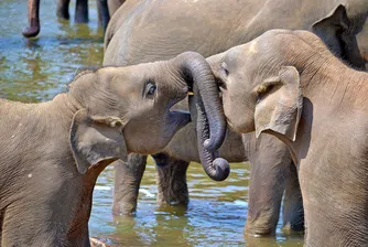 За първи път от 80 г.: В Шри Ланка се родиха слончета близнаци (снимки)
