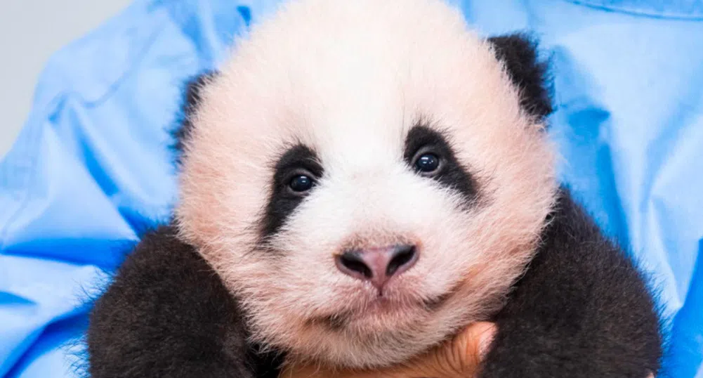 Дадоха име на първата панда, родена в Южна Корея