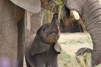 Рядък природен феномен: В Кения се родиха слончета близнаци
