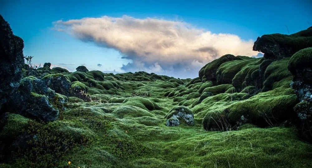 Възхитителните полета от лава в Исландия