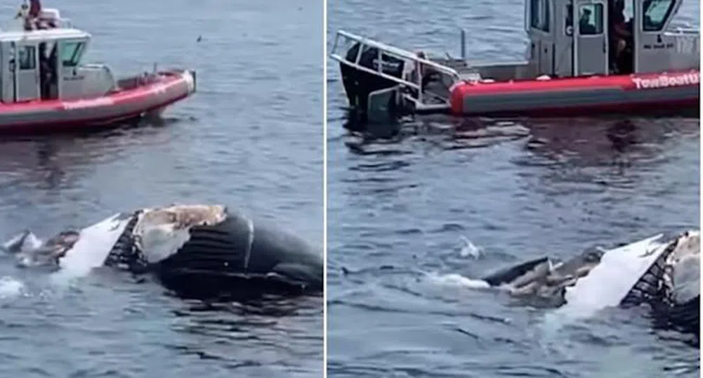 Акули пируват с останките на мъртъв кит (видео)