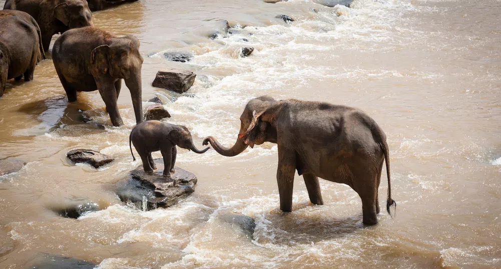 Слоновете могат да броят с хоботите си