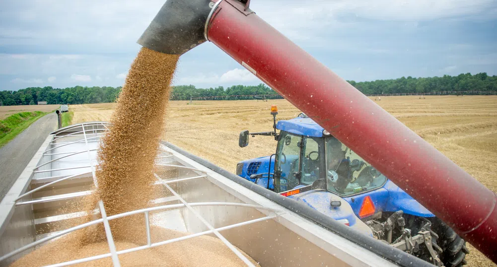 Зърнените култури са поскъпнали с 30% в края на годината