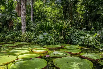 Бразилия предлага паркове за осиновяване в опит да опази Амазония