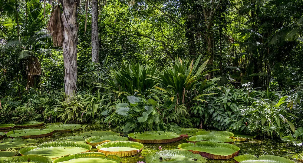 Бразилия предлага паркове за осиновяване в опит да опази Амазония