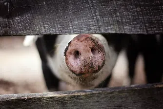 Китай вади резервите си от свинско, за да регулира скока в цените