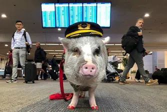 Страх ви е от летенето? Пробвайте свинска терапия!