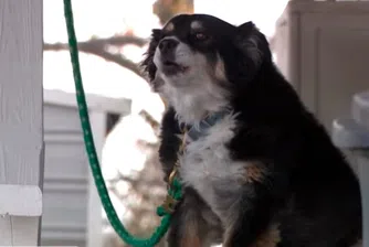 Куче наследи 5 млн. долара от покойния си собственик