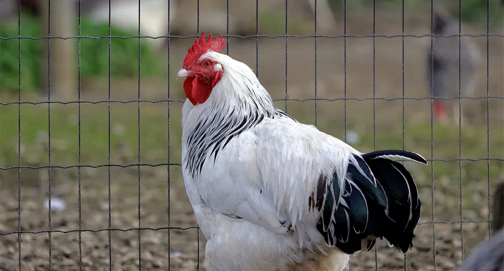 Смъртоносен грип заплашва европейската птицевъдна индустрия