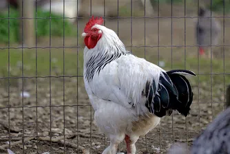 Смъртоносен грип заплашва европейската птицевъдна индустрия