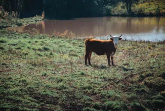 Кравите в Нова Зеландия ще се оригват по-малко. За по-ниски емисии на метан