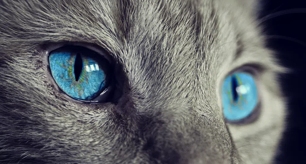 Тези котки имат най-завладяващите очи в света (снимки)