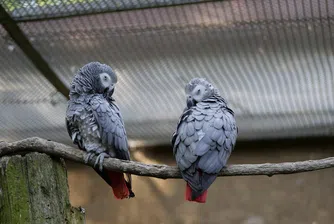 Парк скри папагали, цинично ругаели посетителите (видео)