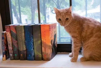 Книгите за Хари Потър ще бъдат превърнати в нов телевизионен сериал