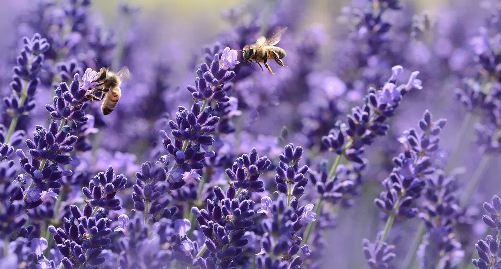 Защо мъжките и женските пчели спазват различна диета?