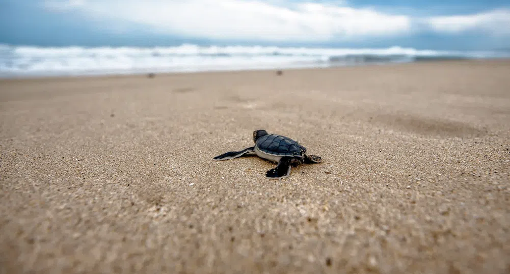 Редки морски костенурки завзеха плажовете на Тайланд (снимки)