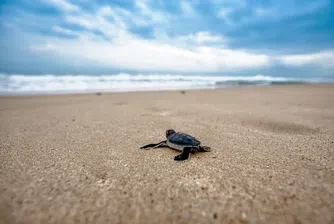 Редки морски костенурки завзеха плажовете на Тайланд (снимки)