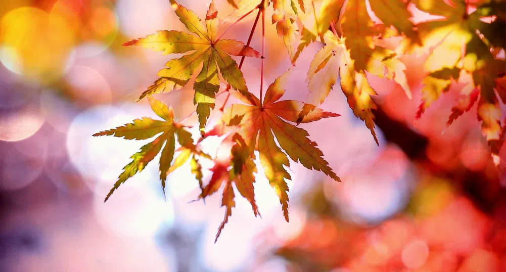 Климатът се променя, а заедно с него - и цветовете на есента
