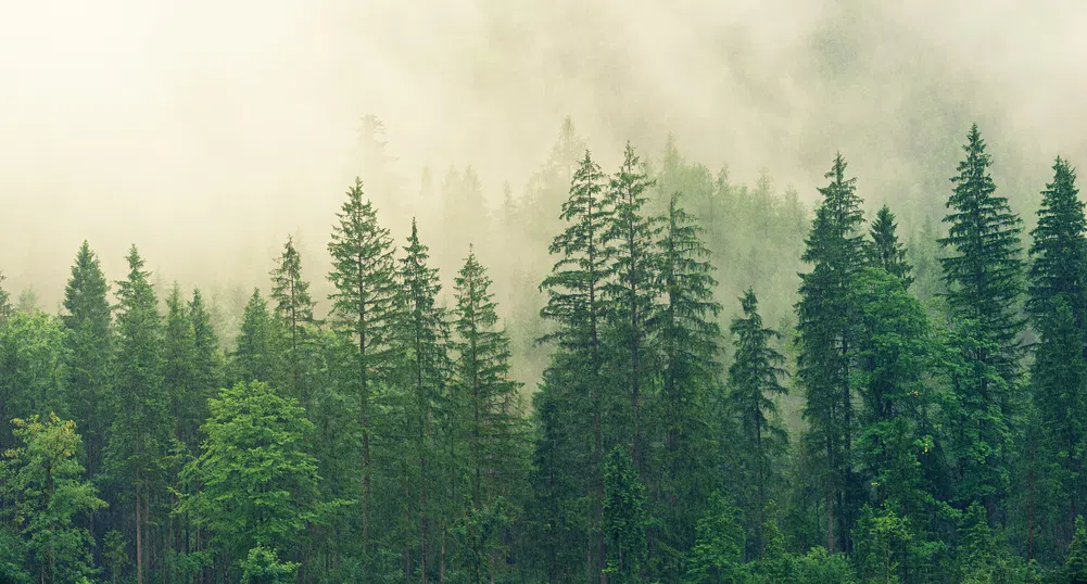 Иглолистните гори охлаждат Земята
