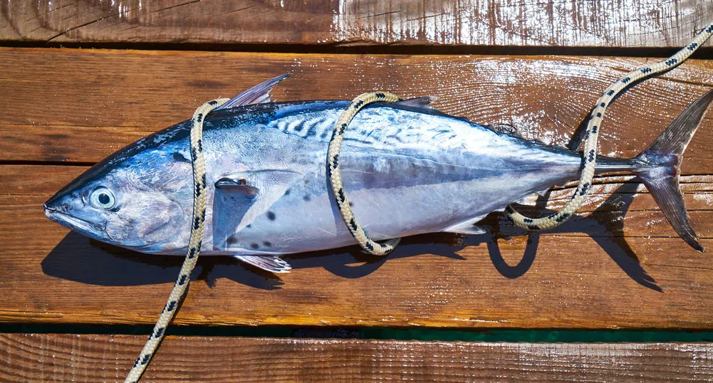 Първата риба за 2021 на японския пазар Тойосу се продаде за 200 000 долара