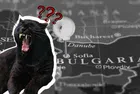 Голямо, черно и… вероятно домашно: Как „голямата котка“ от Шумен раздели България между паника и AI генерирани миймове