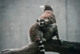 Лемурите може да изчезнат завинаги – хората ги изяждат