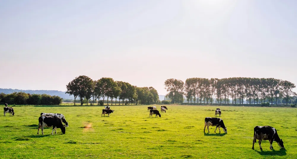 Първият в света въглероден данък върху животновъдството - 100 долара на крава