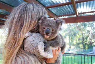 Живот след огъня: Човешкият път към коалите в Австралия