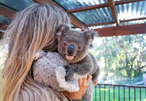 Живот след огъня: Човешкият път към коалите в Австралия