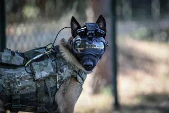 С ток в мозъка: Как ЦРУ се опитваше да контролира кучета