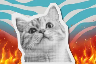 CatVideoFest: Светът гори? Просто пуснете видео с котки