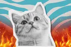 CatVideoFest: Светът гори? Просто пуснете видео с котки