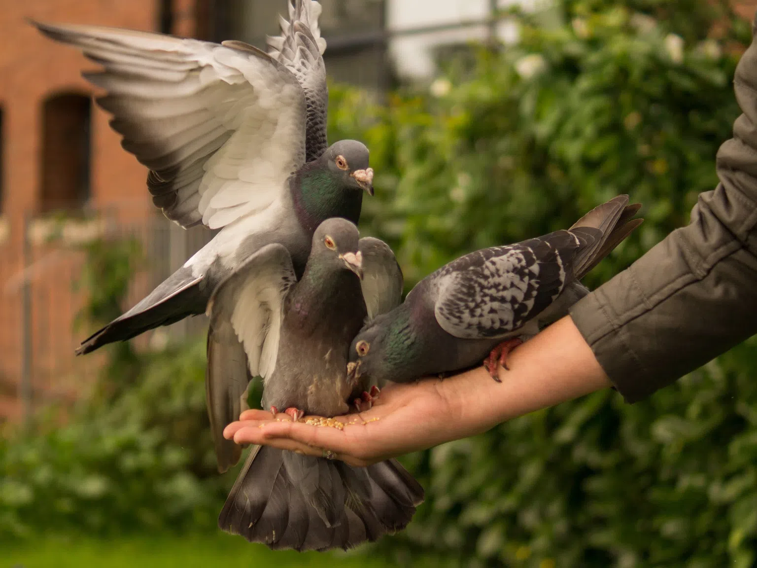 Внимавайте с гълъбите – те могат да бъдат опасни