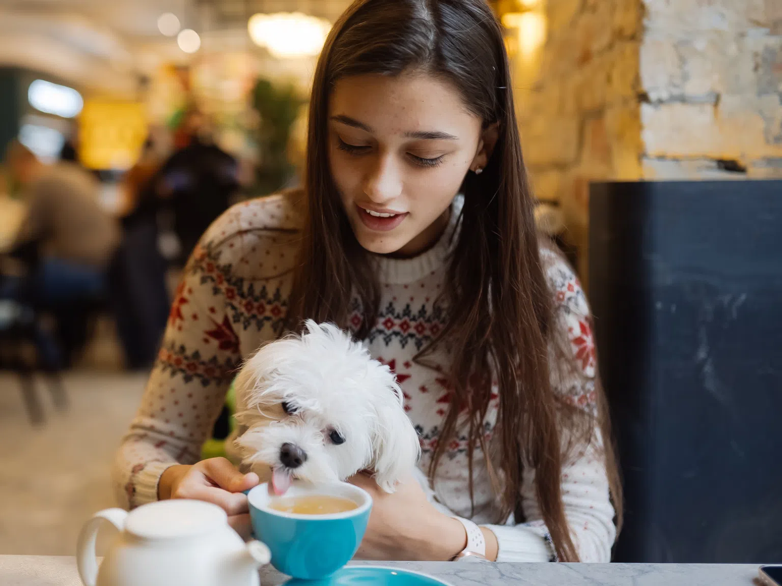 Първото кафене за кучета отвори врати в Гърция: Сладкиши без захар и безкофеинови напитки