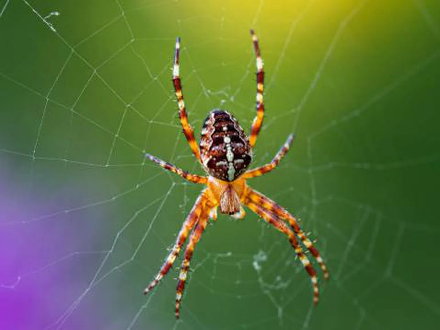 Какво трябва да знаете за духовното значение на паяците и какво да правите, ако ги виждате често?